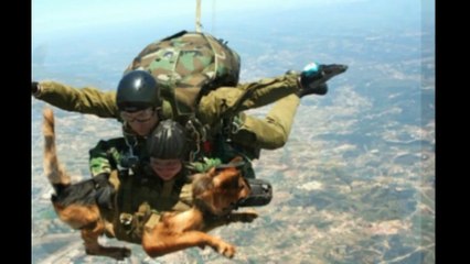 Diesel une chienne malinoise d'assaut du Raid, a été tuée lors des opérations à Paris