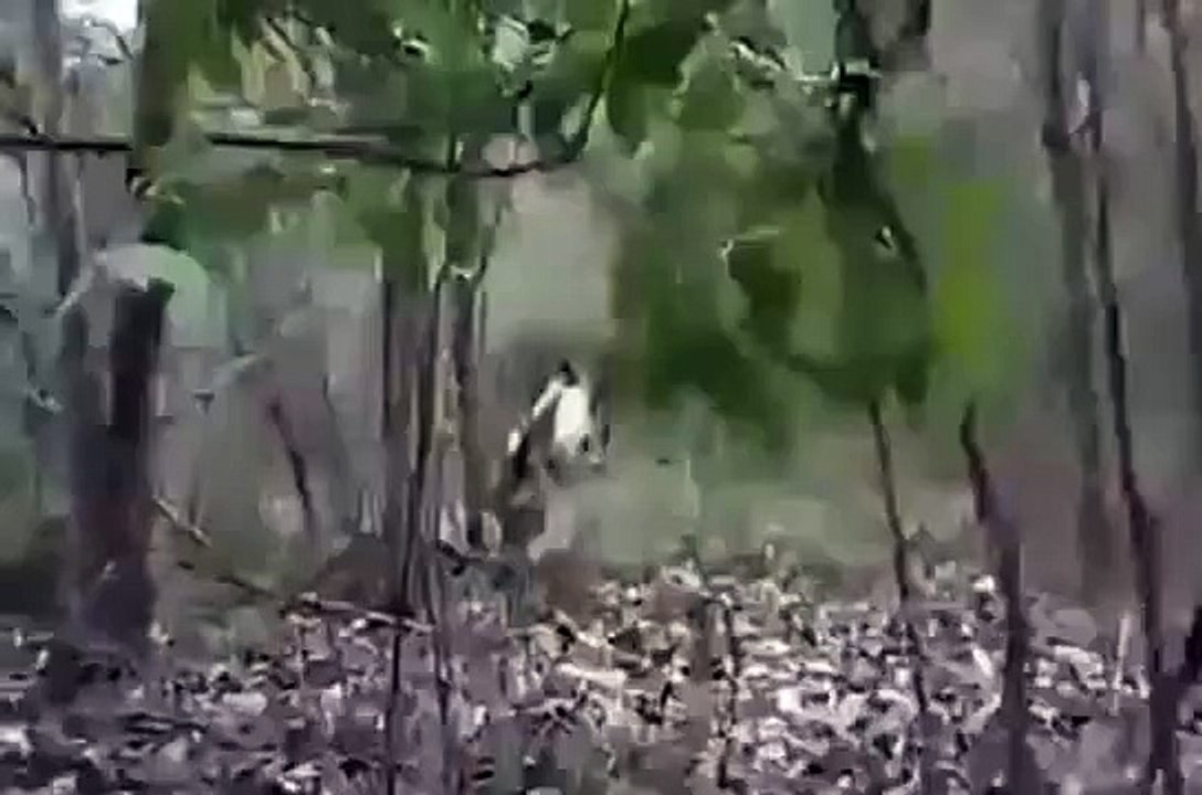 Pitbull vs Wild Boar - Hunting for Wild Boar with Dogs