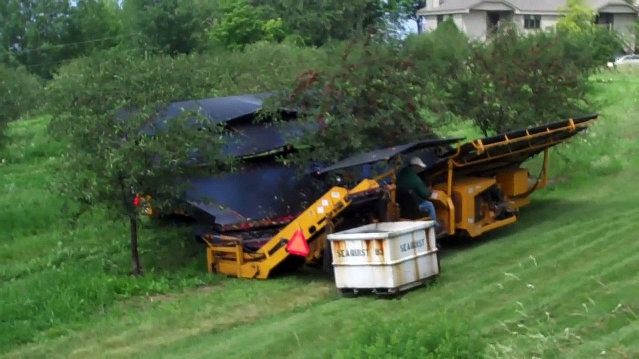 Cherry harvesting