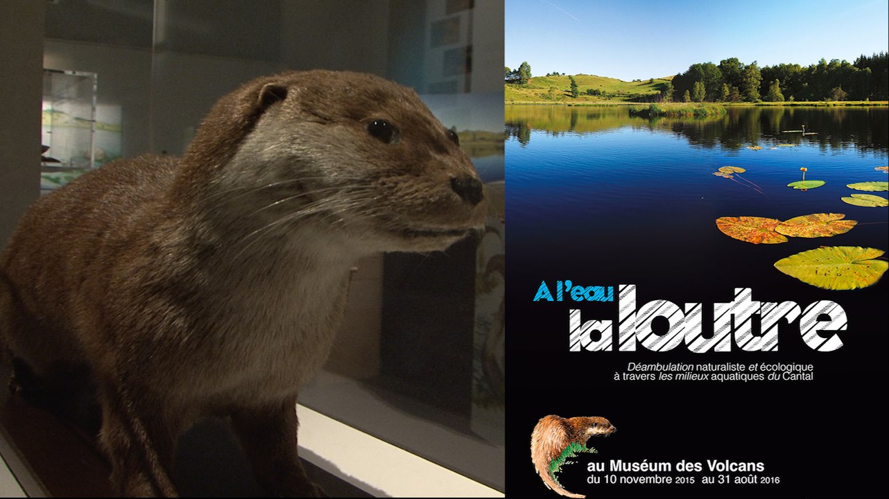 Exposition "A l'eau la loutre" / Aurillac