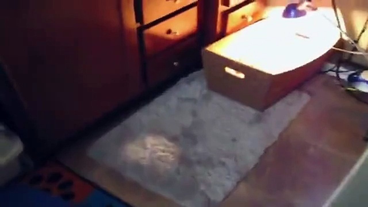 Un petit cochon se réveille après une sieste... Adorable