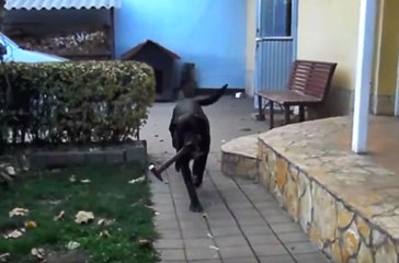 Tamir İşlerinde Sahibine Yardım Eden Köpek