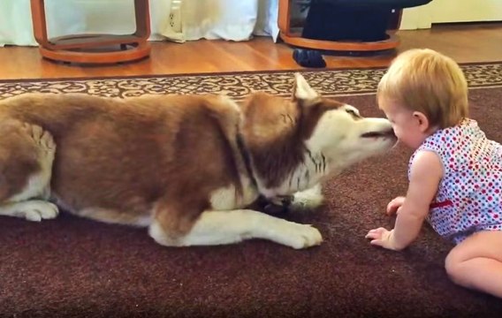 Bebeğin Oyuncağını Vermeyen Sibirya Kurdu