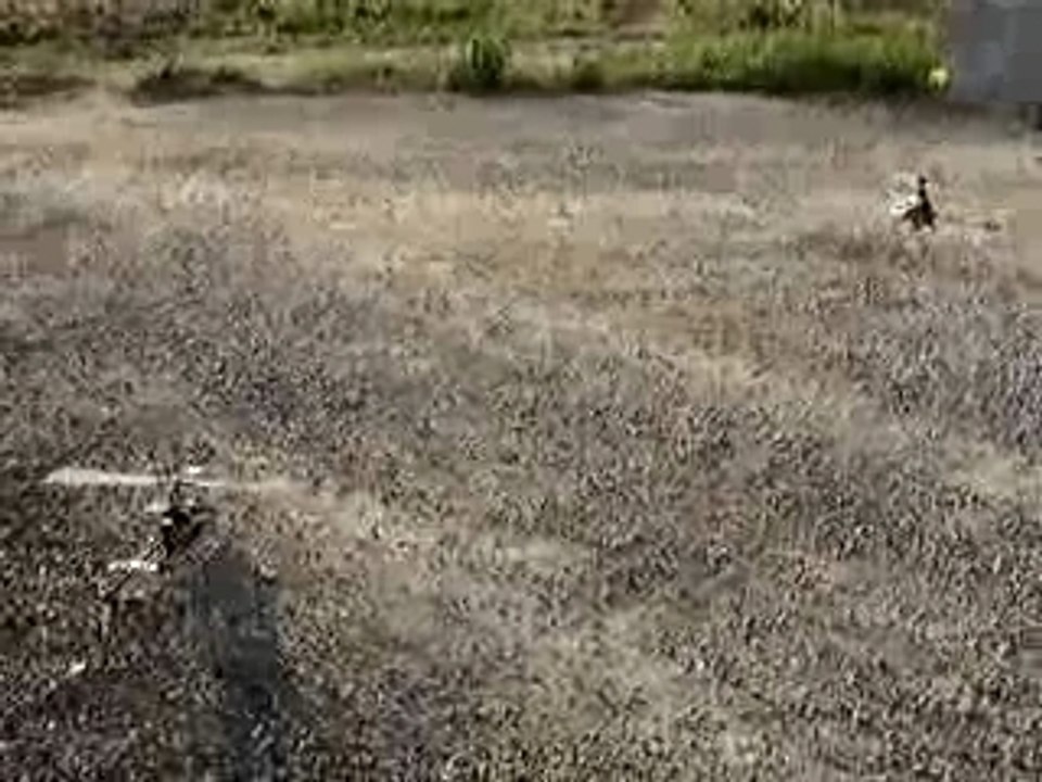 Esky Honey Bee King - Align T-Rex 02