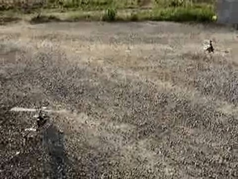 Esky Honey Bee King - Align T-Rex 02