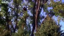 The American Bald Eagle - Wildlife Documentary