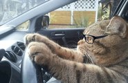 Funny Cats Wearing Glasses by EyeGlasses-Online.info