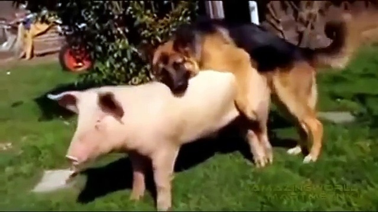 animal sex dog mating pig ,