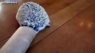 Cute And Funny Hedgehog Videos Compilation 2014 NEW