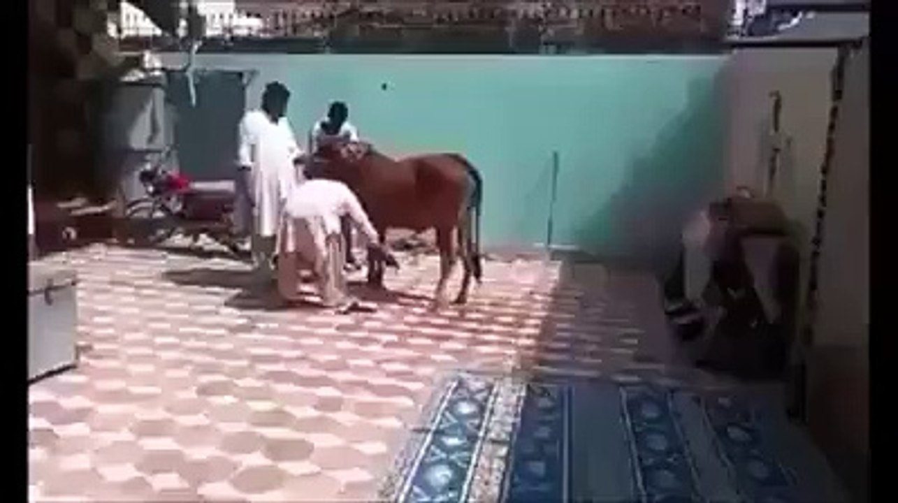 PowerFull Punch By Cow..........................
