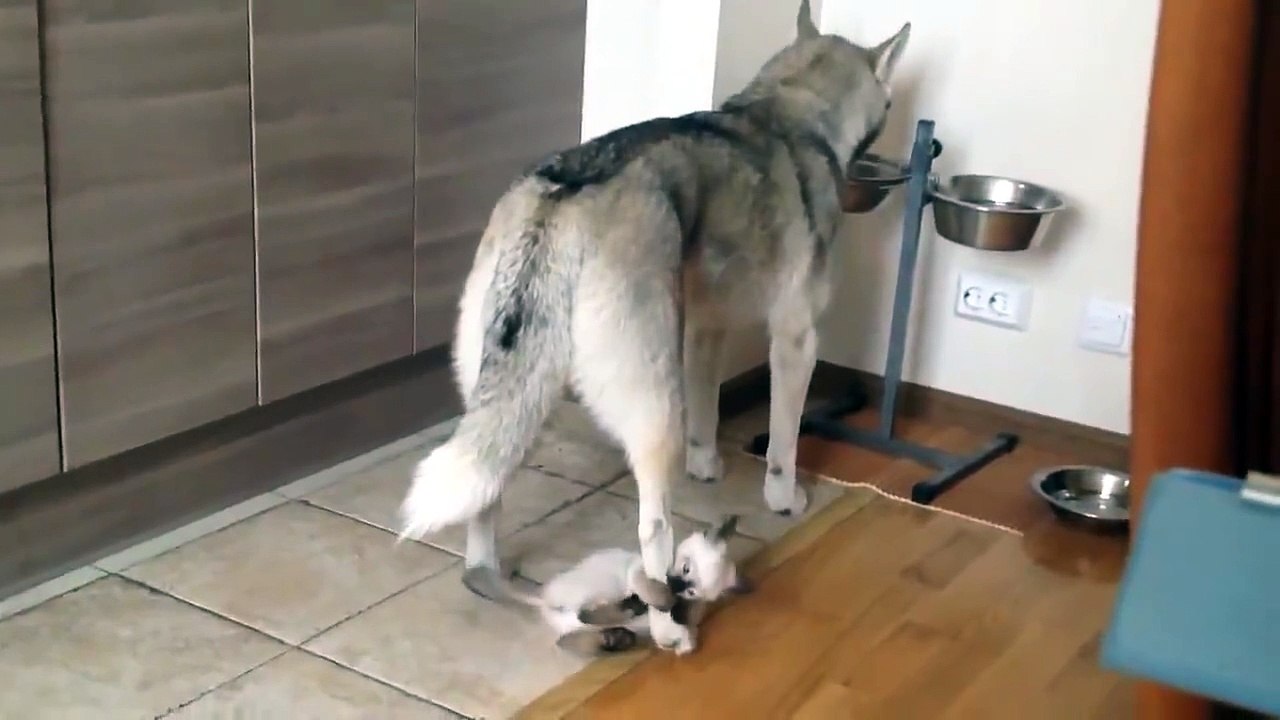 un chiot husky embete sa mere