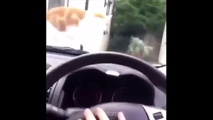 Cat Jumping from Horn to Marvin Gaye - Let's Get It On