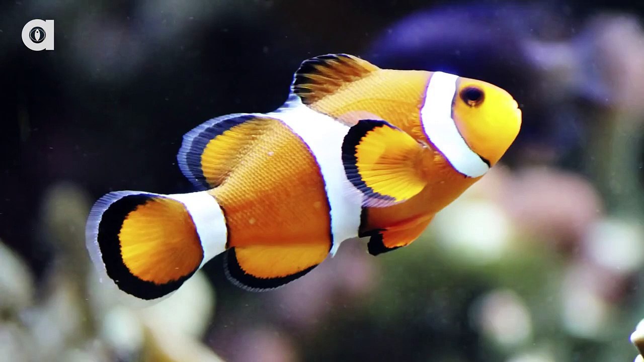 Everything Wrong With Finding Nemo In 11 Minutes Or Less