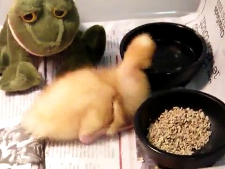 Canard domestique