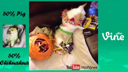 Rosie Pig Vine Compilation September 2014 Best vines by: Rosie Pig #RosiePig