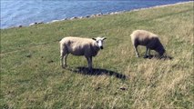 Lustige Schafe Video Spaß comedy lachen
