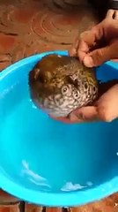 Puffer Fish Puff Up