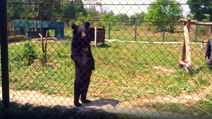 Funny Bear Walking Like a Human