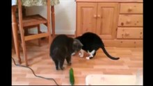 Опасные огурцы !кошки в шоке !