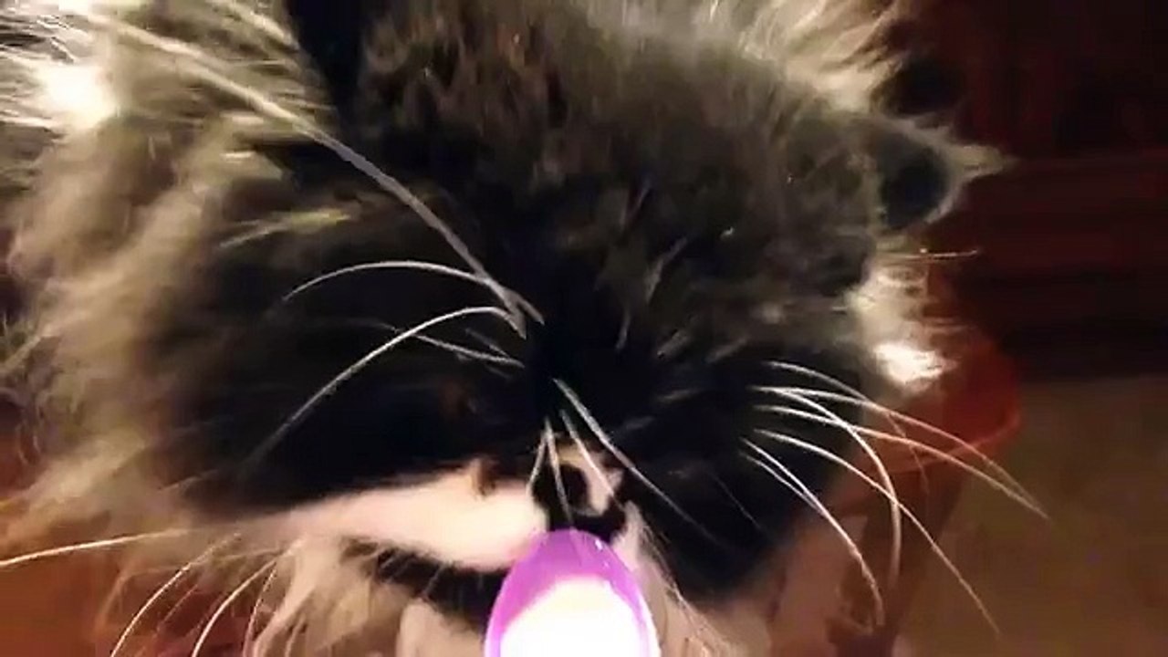 Réaction d'un chat qui mange de la glace - vidéo Dailymotion