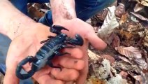 scorpion impérial Pandinus Imperator - vidéo Dailymotion