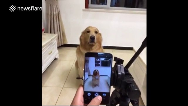 Dog actually smiles for the camera on command