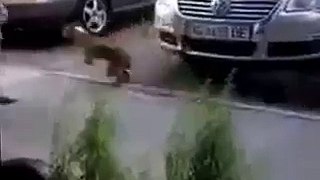 very funny, cat attacking a dog woman goes flying
