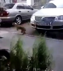 very funny, cat attacking a dog woman goes flying