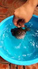 Amazing Fish! Subhan'Allah. It is truly amazing.