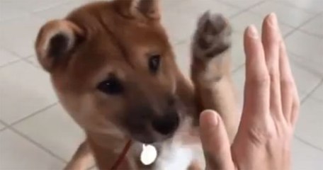 A puppy high-fives his human.