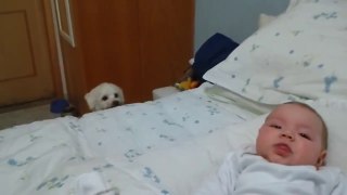 Dog and little Boy Funny video