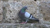 Scientists teach pigeons to detect cancer