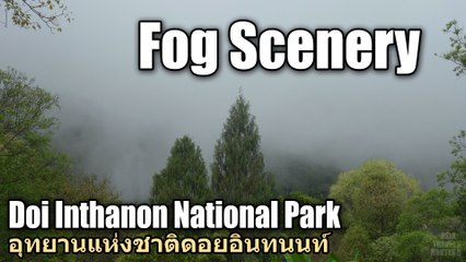 Fog Scenery Doi Inthanon National Park อุทยานแห่งชาติดอยอินทนนท์