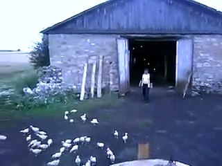 Самое популярное видео про утят, смотрите не пожалеете