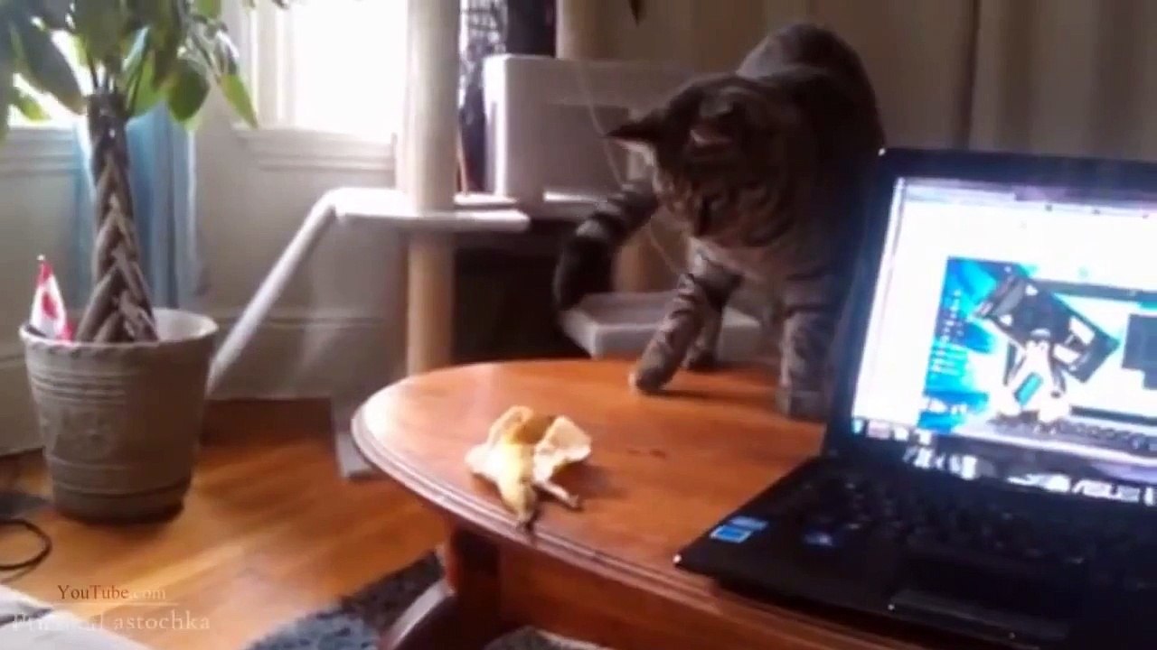 СМЕШНЫЕ КОШКИ ! КЛАССНОЕ НАСТРОЕНИЕ ! ПРИКОЛЫ ! FUNNY VIDEOS Funny Cats Compilation2014 [N