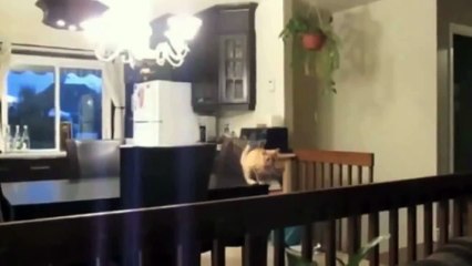 СУПЕР РЖАЧНЫЕ ПРИКОЛЫ с кошками за февраль 2014 ! FUNNY VIDEOS Funny Cats Compilation2014