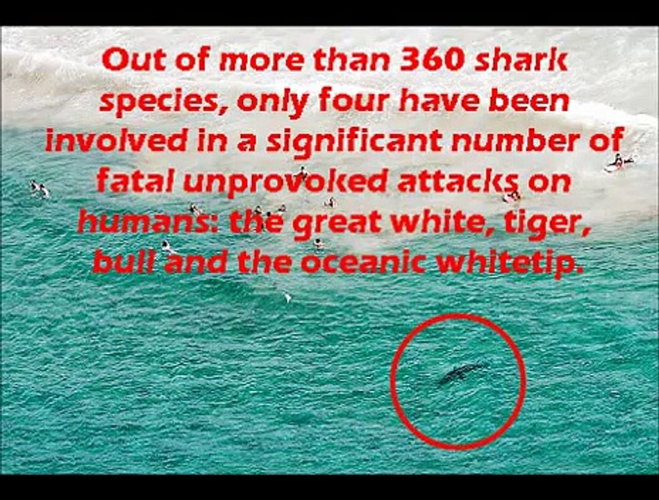 Shark Attacks