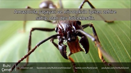 Dünyanın En Ölümcül 10 Böcek Türü