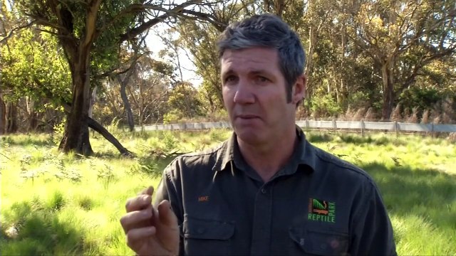 Cancer-free Tasmanian Devils returned to homeland