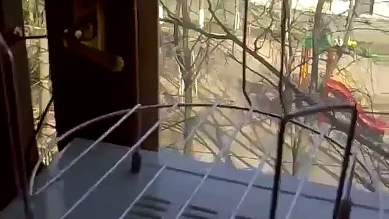 Гавкающий кот