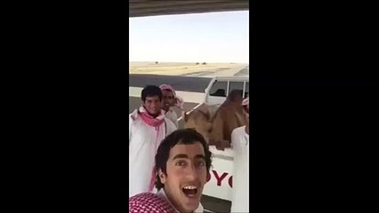 Have you Ever Seen a Camel Laughing, Funny video