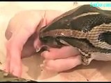 Big Snake Eat a Pig Baby alive