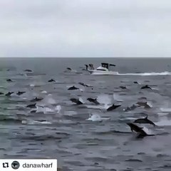 OMG - More Than 100 Dolphins Jumping Around A Ship - hdhut.blogspot.com