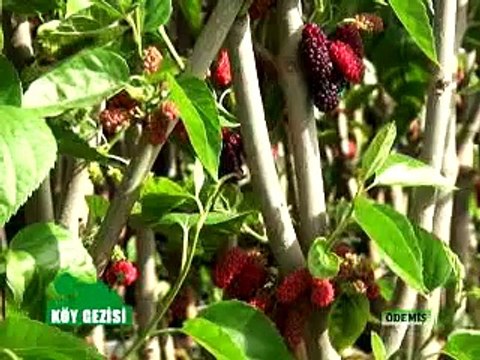 244 ödemiş süs bitkileri fuarı