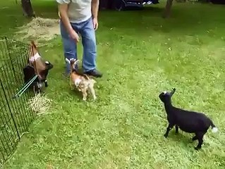 dura e dura a energia dele