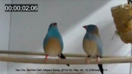 How birds use fancy footwork to attract partners