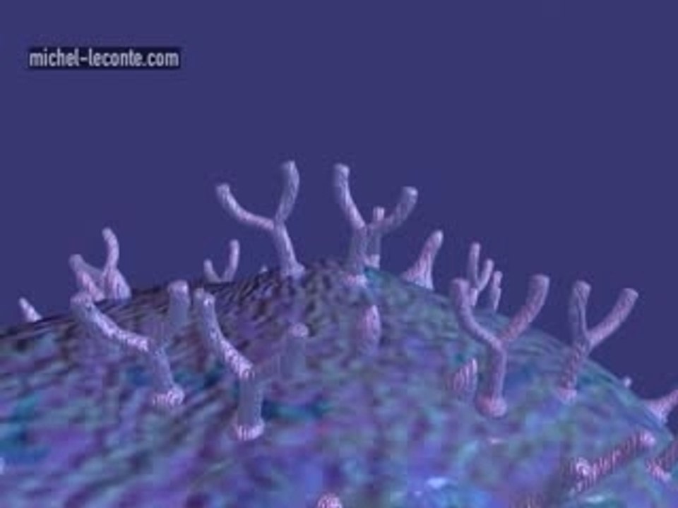 ALLERGY_2