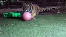 Жестокое нападение тигра на ютубе/тигр отгрыз руку /Нападение животных на людей/атака тигр