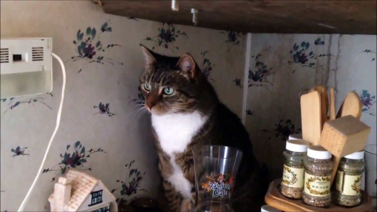 My Friend's Cat Misty Posing