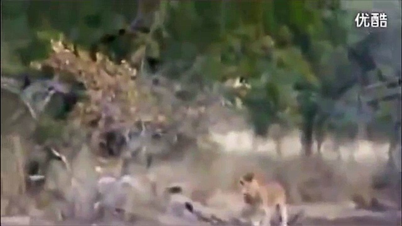 Flying Lion: Buffalo Launches Predator Into The Air Part 2